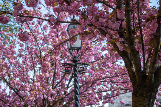pink cherry blossom