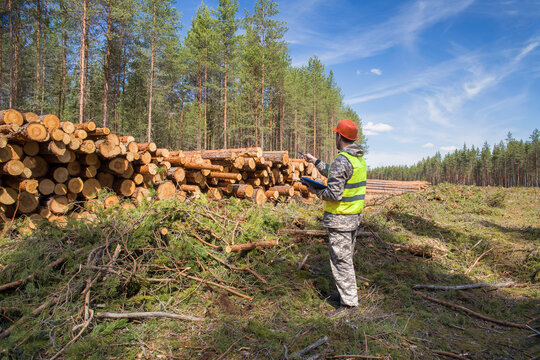 A European man, a forest engineer, works in a forest, in a felled logging area.