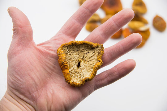 red fly agaric mushrooms containing muscimol