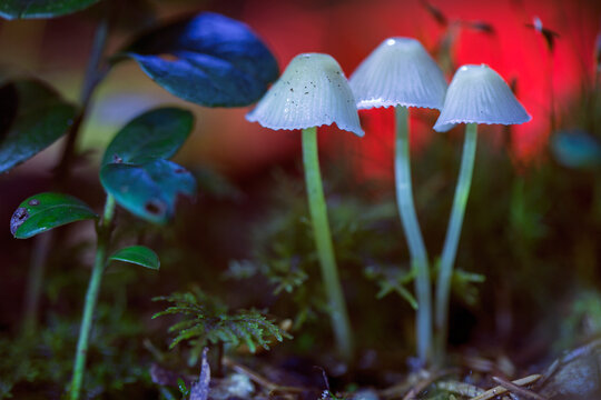 psilocybin-containing mushrooms in a natural forest,