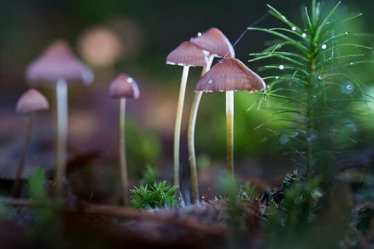 psilocybin-containing mushrooms in a natural forest,