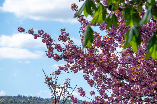 pink flowers on blue sky background