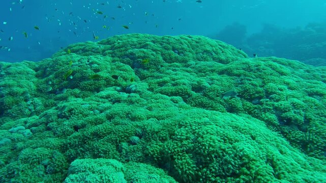 Close up of giant colony of Flowerpot corals on coral garden, tropical fish swim above it, Camera moves forward, Slow motion of Anemone coral, Goniopora columna soft corals