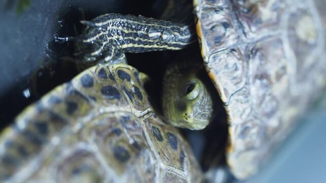 Two aquatic turtles resting together in close up view showing detailed shell and tiny head.