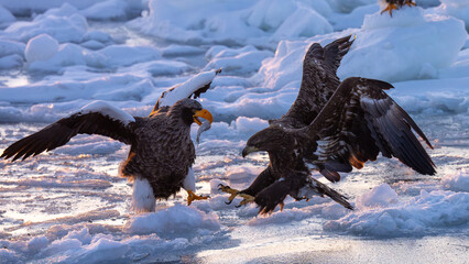 A natural scene of sea eagles foraging on ice floating in Rausu Hokkaido during winter. © shirophoto