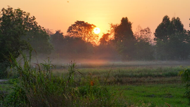 Beautiful sunrise over a misty rural field surrounded by lush green trees. The warm golden sunlight filters through the silhouettes of the forest, creating a peaceful and atmospheric morning scene. Li
