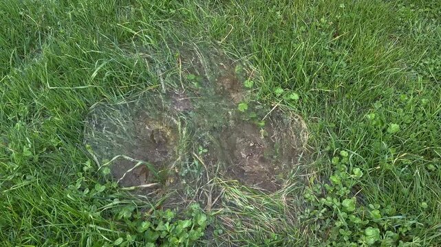 Untouched Natural Water Source Spouting Through Grass in Nature