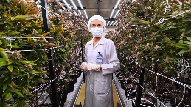 Lab technician wearing mask and gloves stands between rows of cannabis plants under bright grow lights in an indoor cultivation facility.