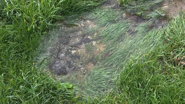 Crystal Clear Fresh Water Spouting from Soil in Pristine Nature