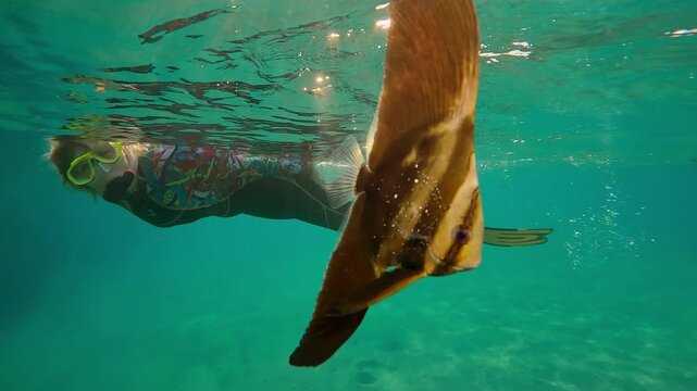 Snorkeler woman looking at young Longfin Batfish below water surface in evening light at sunset, Slow motion baby Bat fish swims under surface of water at sundown in contre-jour