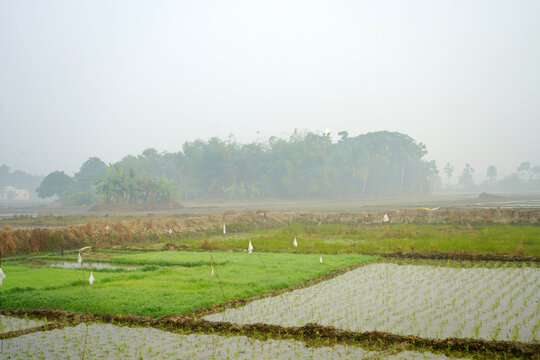 Misty Rural Landscape with Green Rice Seedlings in Flooded Paddy Fields at Dawn