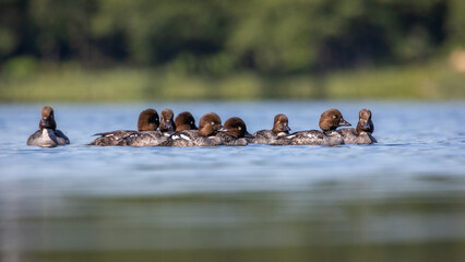 Gągoł Bucephala clangula © Sawomir