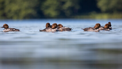 Gągoł Bucephala clangula © Sawomir