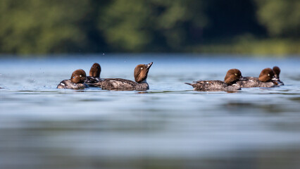 Gągoł Bucephala clangula © Sawomir
