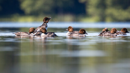 Gągoł Bucephala clangula © Sawomir