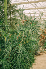 Fototapeta premium Ancient Botanical Garden in Bulgaria, Historic Park Landscape, Lush Greenery and Architecture