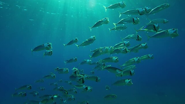 Shoal of Striped mackerel swims with open mouths filtering plankton sparkling in the bright rays of sun, Slow motion of Indian mackerel, Rastrelliger kanagurta