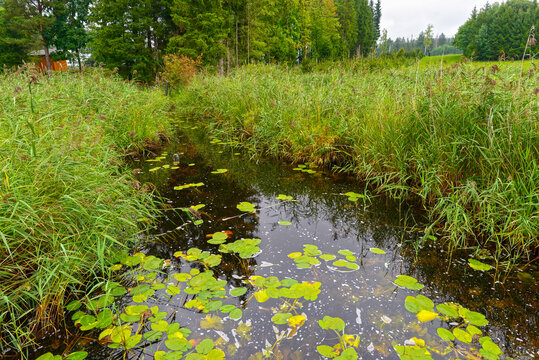 Der Elbbach am Elbsee bei Aitrang im bayerischen Ostallg&auml;u	