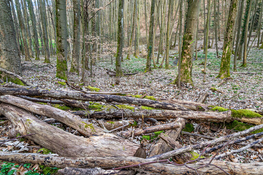 Totoholz im Buchenwald