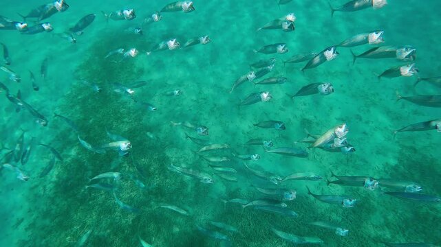 Top view of school of mackerel swims with open mouths filtering plankton over sandy seabed, Slow motion of Striped mackerel or Indian mackerel, Rastrelliger kanagurta