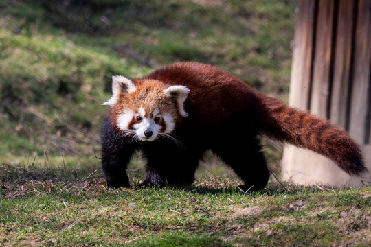 Red panda standing on ground looking at camera in natural habitat
