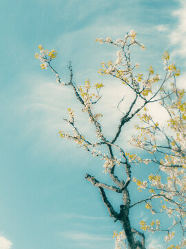 cherry blossom in spring