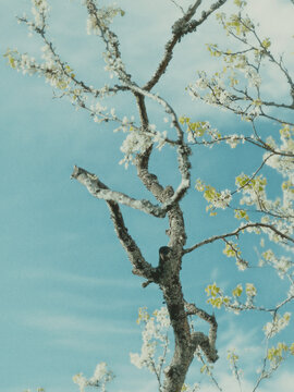 spring tree branches