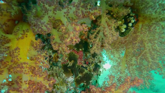 Close up of dock covered with colorful soft corals hang in clusters from its supports, Slow motion of Soft Coral Dendronephthya hangs in from pier on sunrays