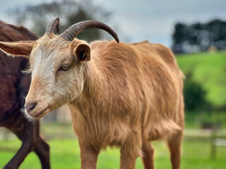 Fototapeta premium Curious Young Goat with Horns Standing in Sunny Farm Field