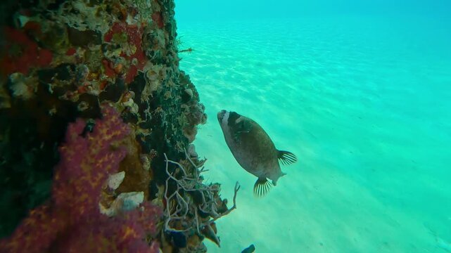 Puffer fish hiding under steel supports of dock covered with Soft Corals Dendronephthy on turquoise water background, Slow motion of Masked Puffer, Arothron diadematus swim bellow pier