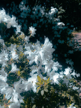 white flowers in the wind
