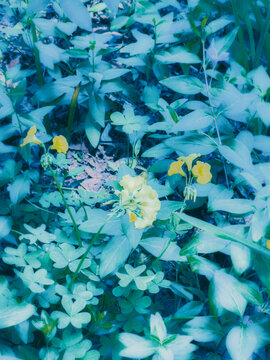 yellow flowers