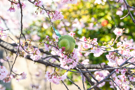 大寒桜の蜜を吸うワカケホンセイインコ(2)
