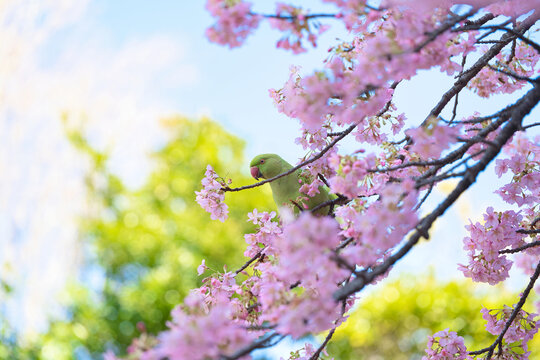 河津桜とワカケホンセイインコ(2)