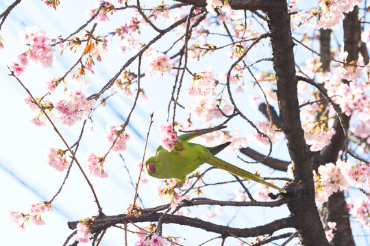 大寒桜とワカケホンセイインコ(1)
