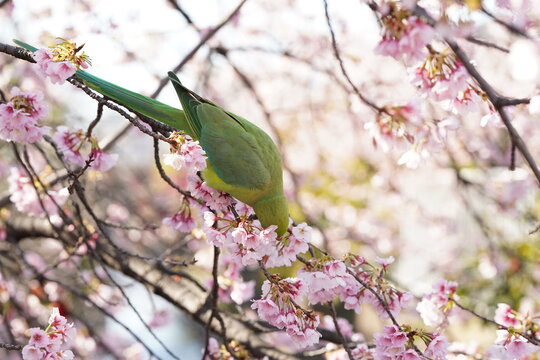 大寒桜とワカケホンセイインコ(2)