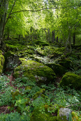 Obraz premium Stunning landscapes and granite peaks of Val di Mello nature reserve in the Italian Alps.