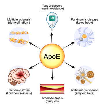 Apolipoprotein E. ApoE and Lipid homeostasis.. Apo-E protein
