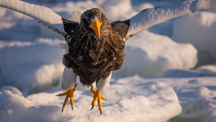 A natural scene of sea eagles foraging on ice floating in Rausu Hokkaido during winter. © shirophoto