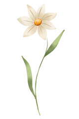 Fototapeta premium Beige flower digital illustration. Hand painting. 