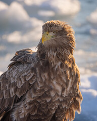Fototapeta premium A natural scene of sea eagles foraging on ice floating in Rausu Hokkaido during winter.