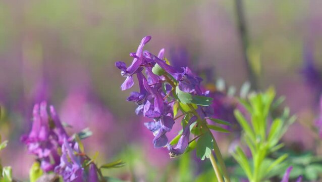 Fumewort (Corydalis solida). Flower of the Corydalis solida, the fumewort. Corydalis Purple field flower