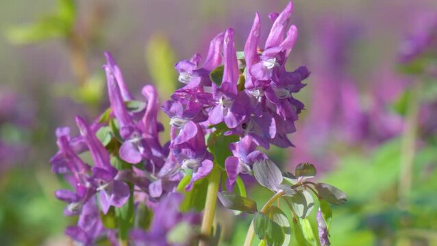 Fumewort (Corydalis solida). Flower of the Corydalis solida, the fumewort. Corydalis Purple field flower