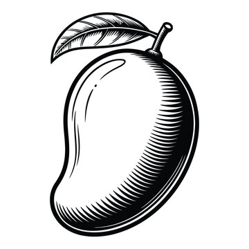A detailed black and white engraving of a ripe mango with a leaf a striking silhouette