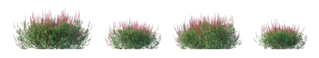 Obraz na płótnie Canvas salvia greggii (autumn sage, cherry sage) isolated PNG on a transparent background premium nature cutout