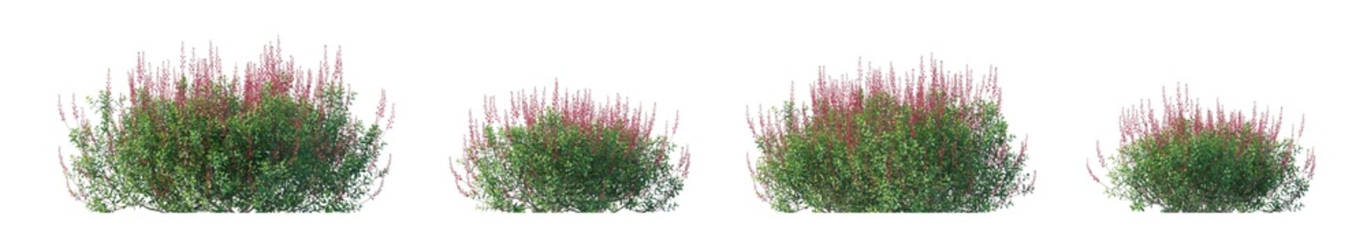 salvia greggii (autumn sage, cherry sage) isolated PNG on a transparent background premium nature cutout