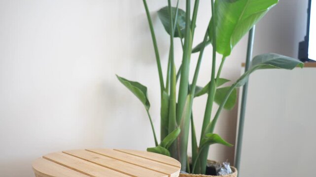 Hand moves woven pot with snake plant on wooden table, indoor plant care.