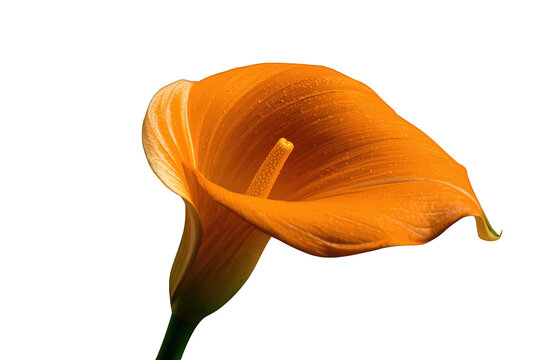 Vibrant orange calla lily bloom with spadix isolated on transparent background, symbolizing beauty and purity