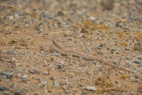 A Tiger Whiptail lizard rests on the ground at Auxiliary Airfield II, Yuma, Arizona, March 31, 2026.