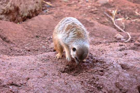 Meerkat Digging in Natural Habitat on Red Clay Soil for Wildlife Observation